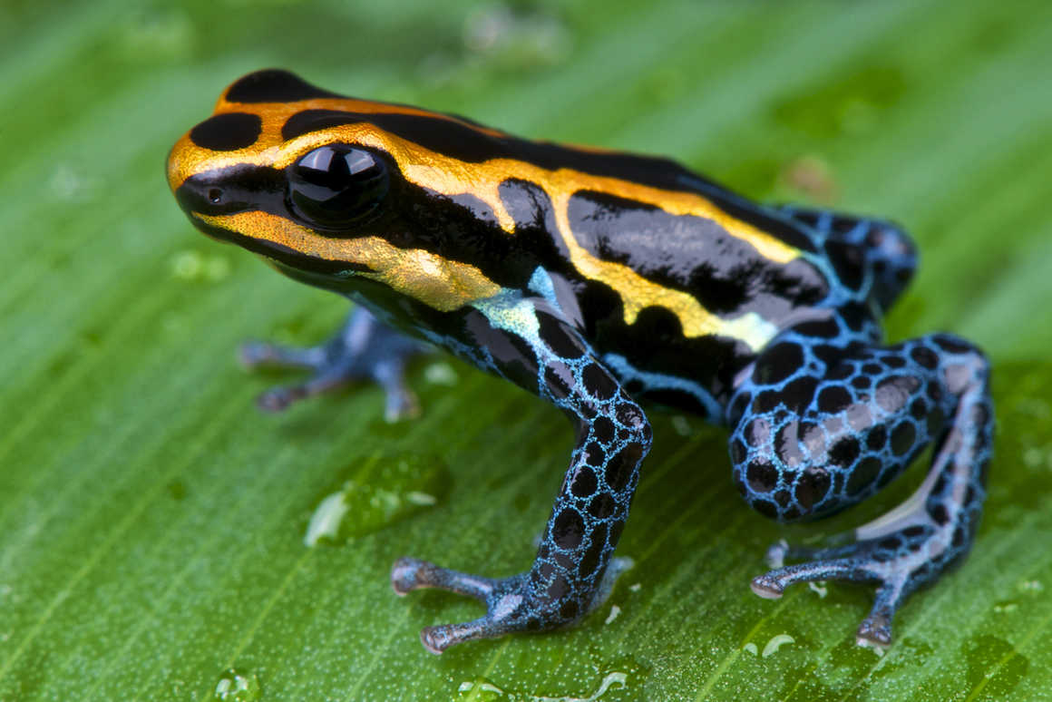 poison dart frog peru