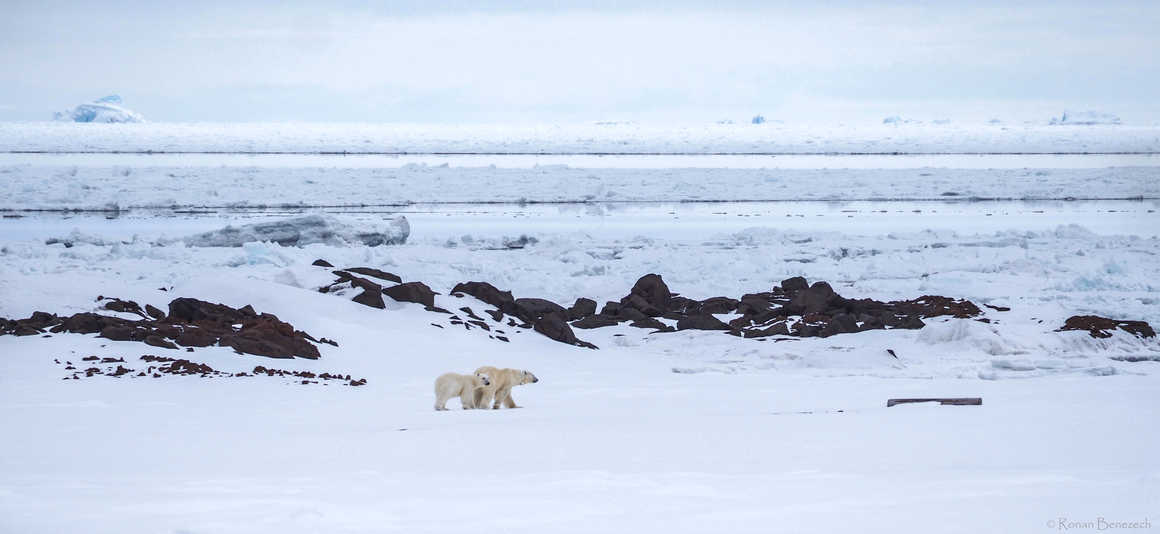 Polar bears during Winter in Svalbard