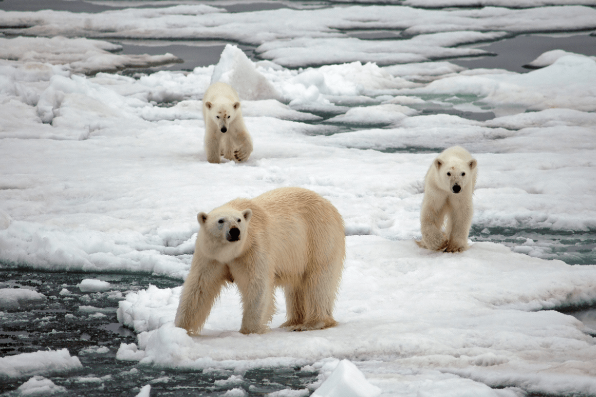 Polar bears on ice in Norway