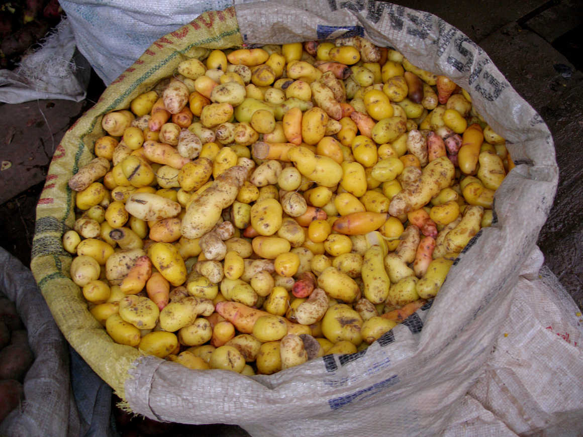 Potatoes in Peru