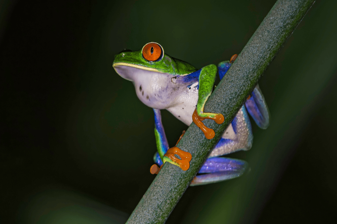 Red Eyed tree frog