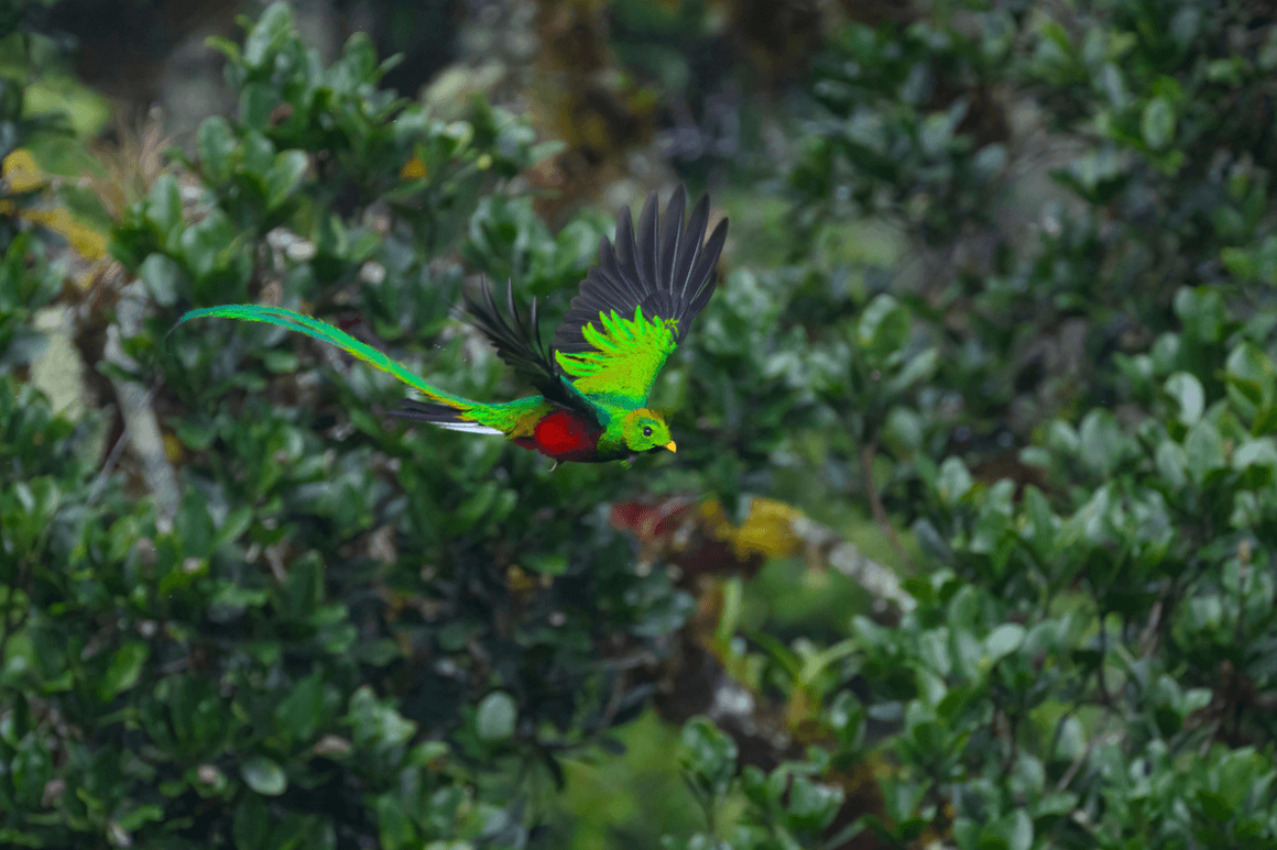 Resplendent Quetzal, Pharomachrus mocinno, in avocado tree.