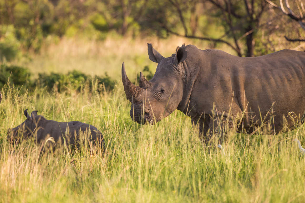 Rhino, Tanzania Safari