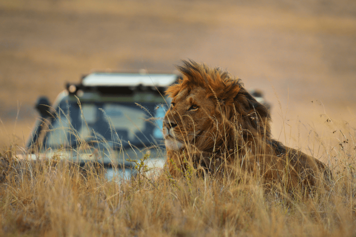 Safari vehicle driving behind lion resting in grass in Maasai Mara National Reserve, Kenya, Africa.