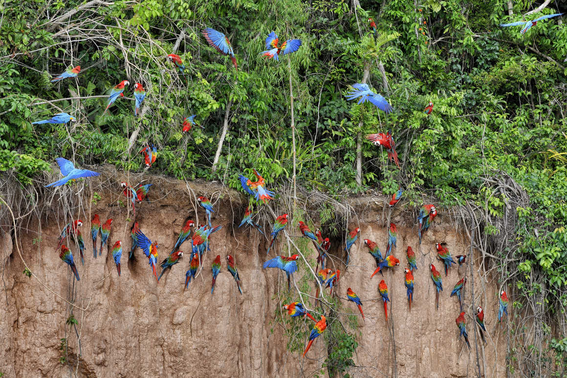 scarlet macaws