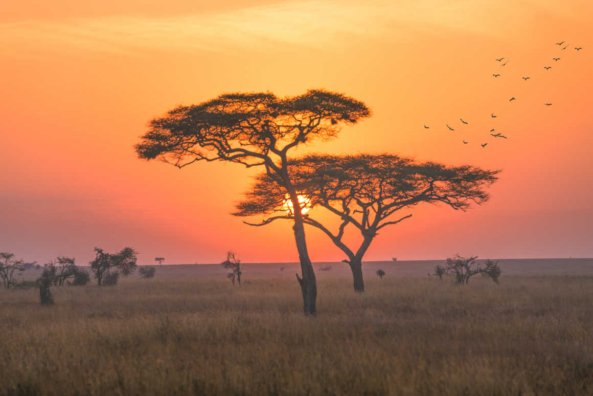 Serengeti national park, early morning with sunrise