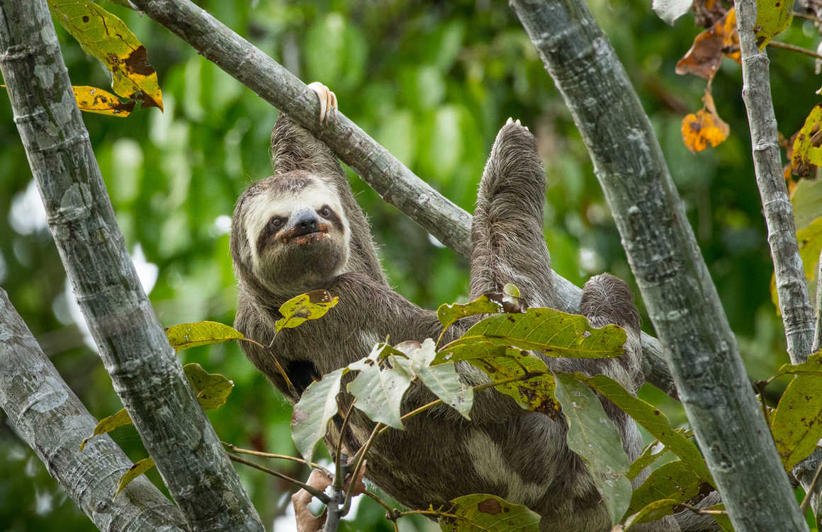 sloth in the amazon