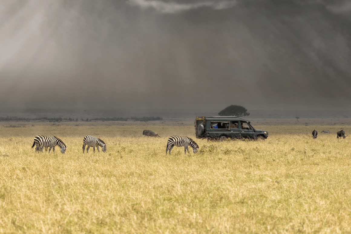 Stormy skies in the Masai Mara with sun rays beaming through. Zebra are grazing in the foreground, with wildebeast and a safari vehicle in the background.
