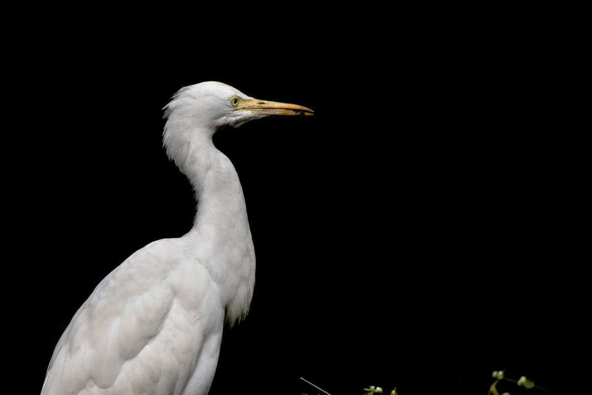 The endangered white-bellied heron standing and looking into the distance