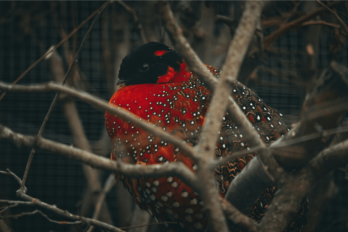 The rare satyr tragopan bird sat resting