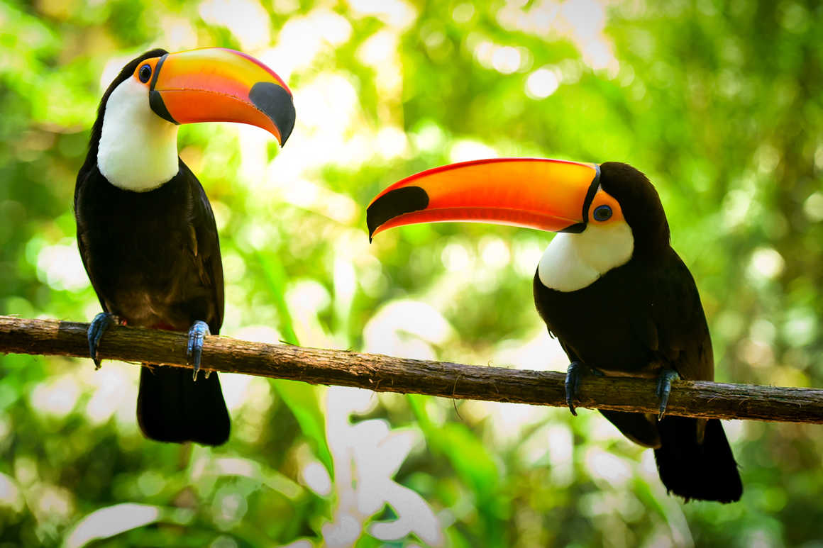 Toucans in the Amazon