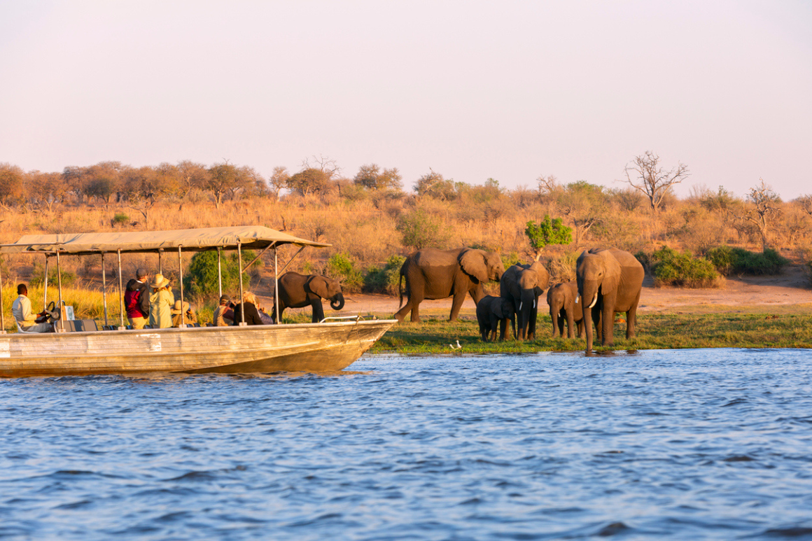 Tourists observe elephants from boat on water safari