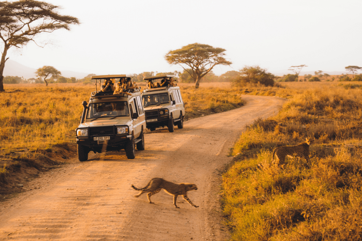 tourists taking photos from 4x4s of Cheetah crossing safari road