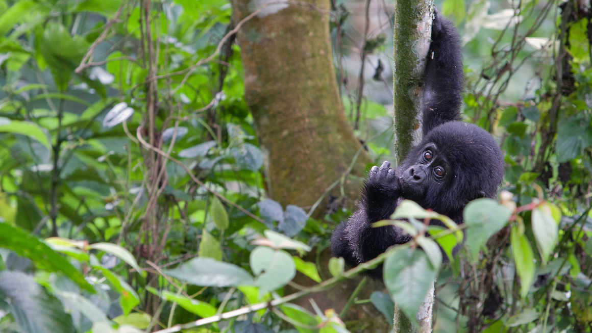 Trekking gorillas in Uganda