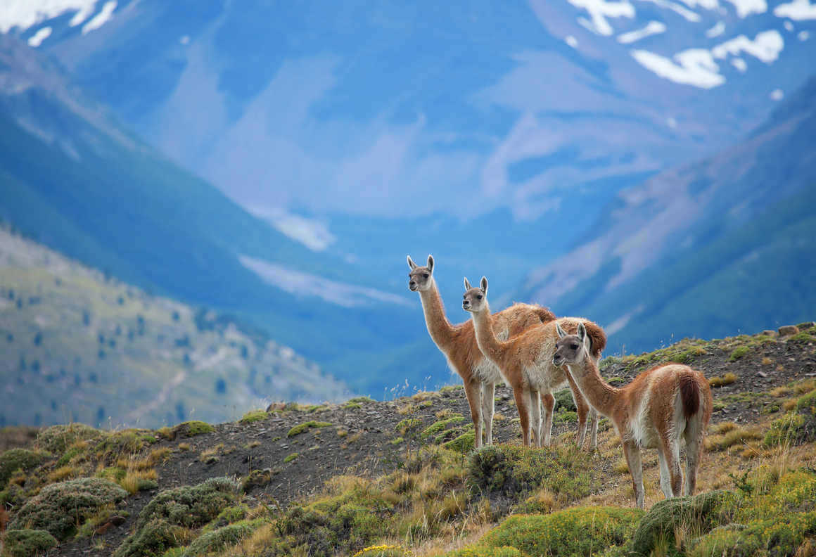 vicunas patagonian national park