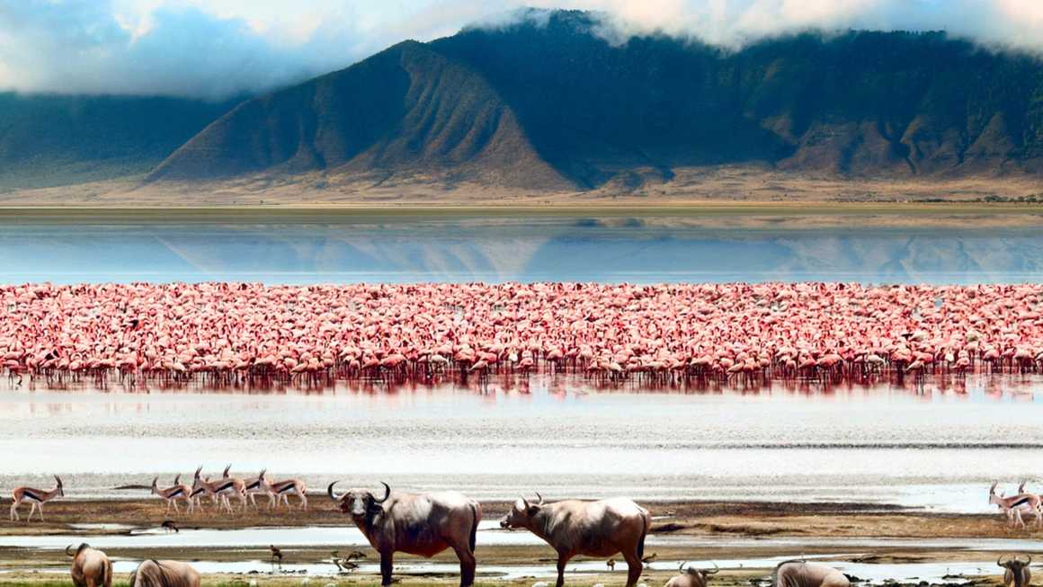 View of Ngorongoro crater and wildlife