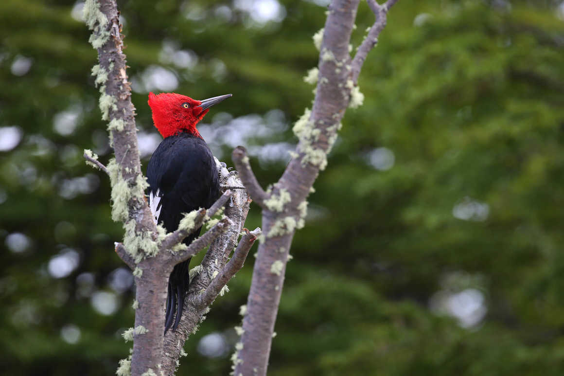 Vividly colored Magellanic woodpecker, Chile