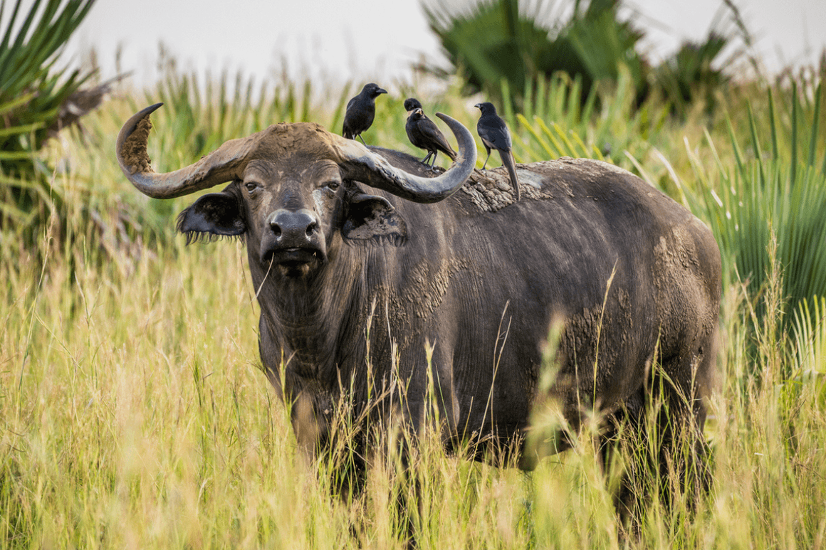 Water buffalo with birds on back