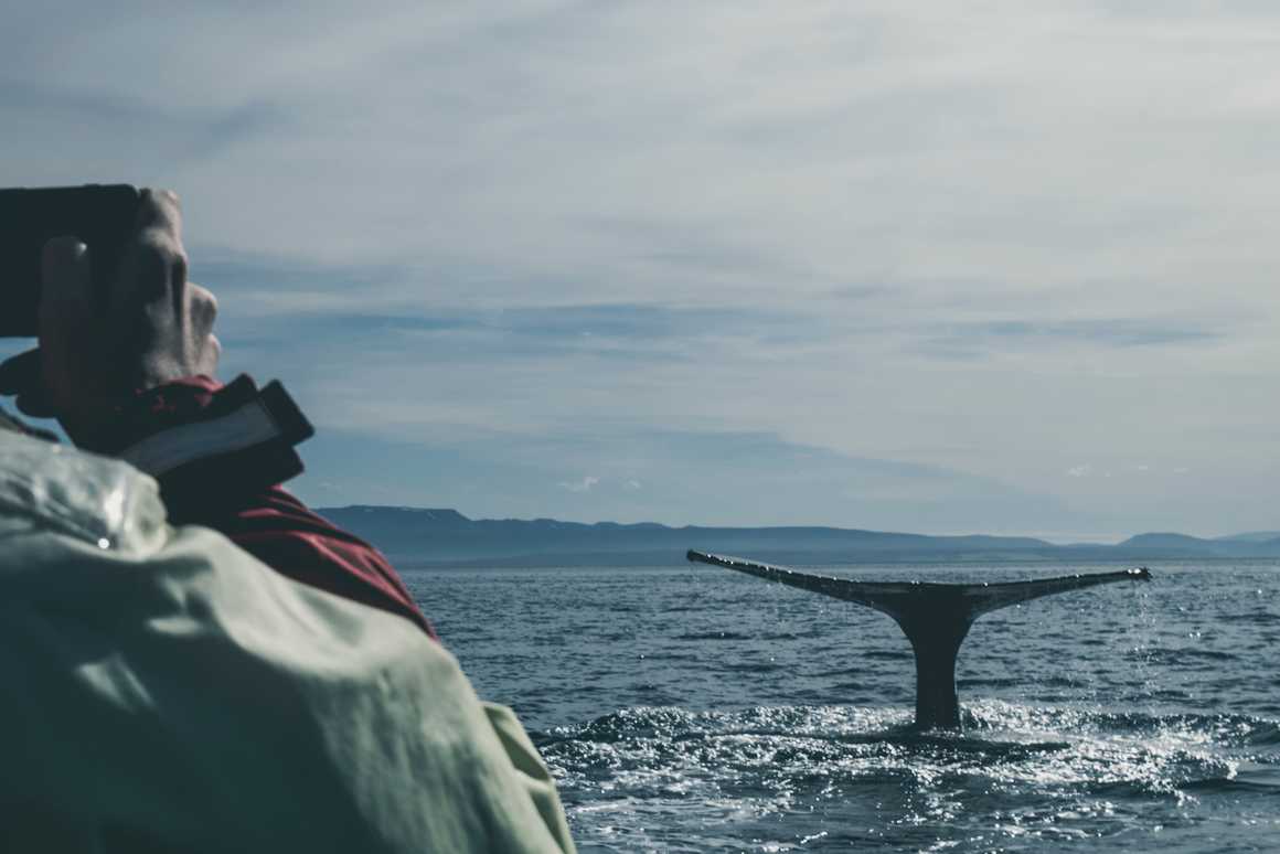 Whale Watching in Húsavík - Iceland