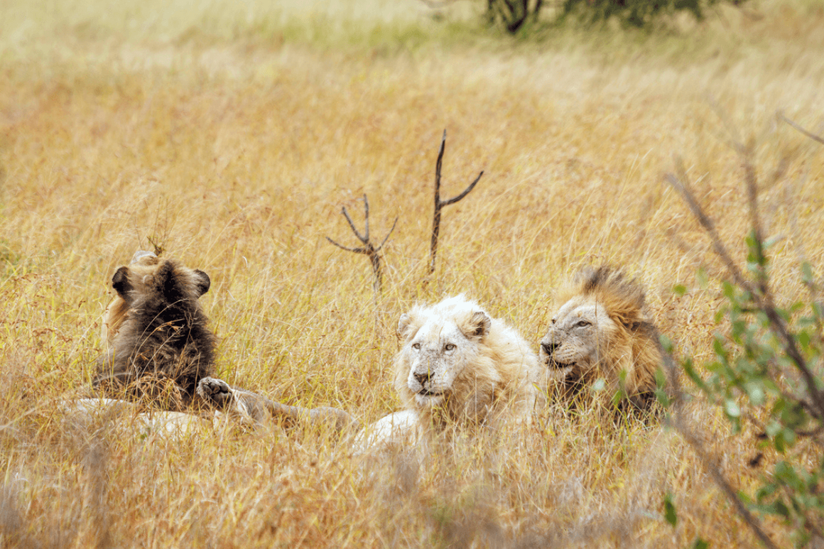 White African lion lying down with two brothers in savannah