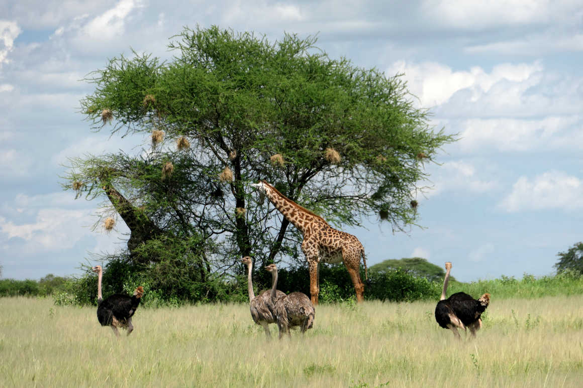 Wild animals in a Tanzanian Park