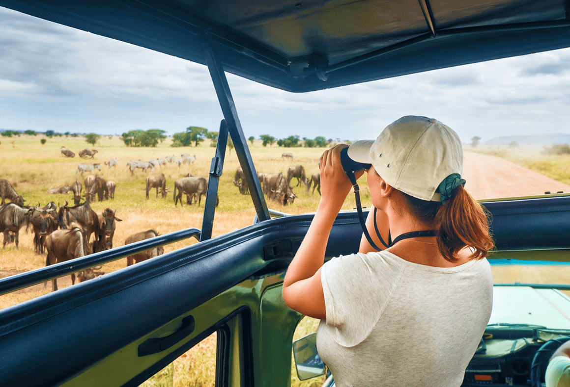 Wildebeest on Safari, Tanzania