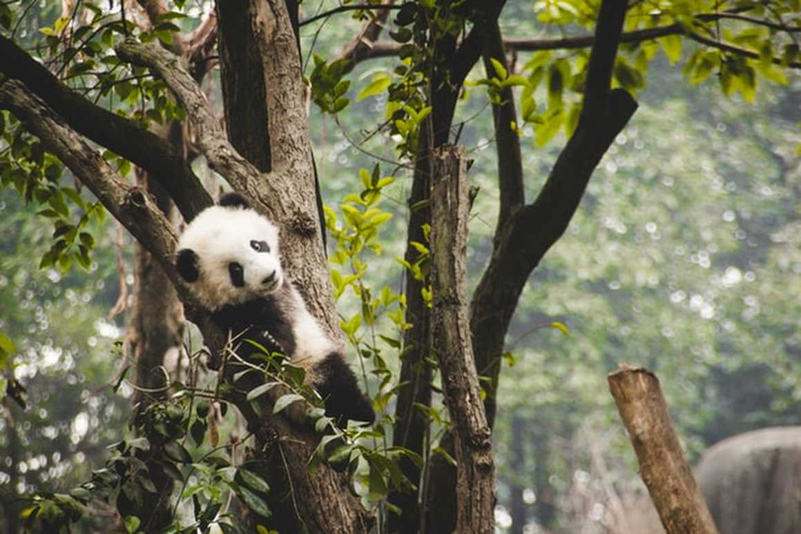 Wildlife Comeback during Quarantine