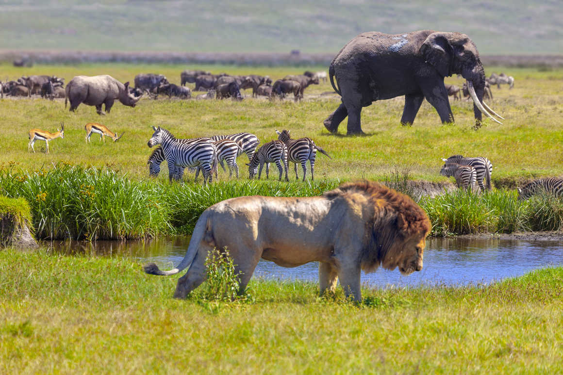 Wildlife in the Serengeti National Park - Tanzania