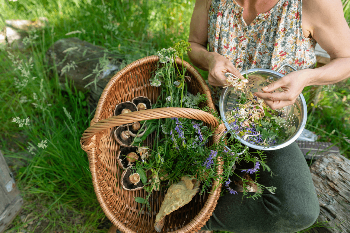 Woman foraging in woodland for mushrooms and plants