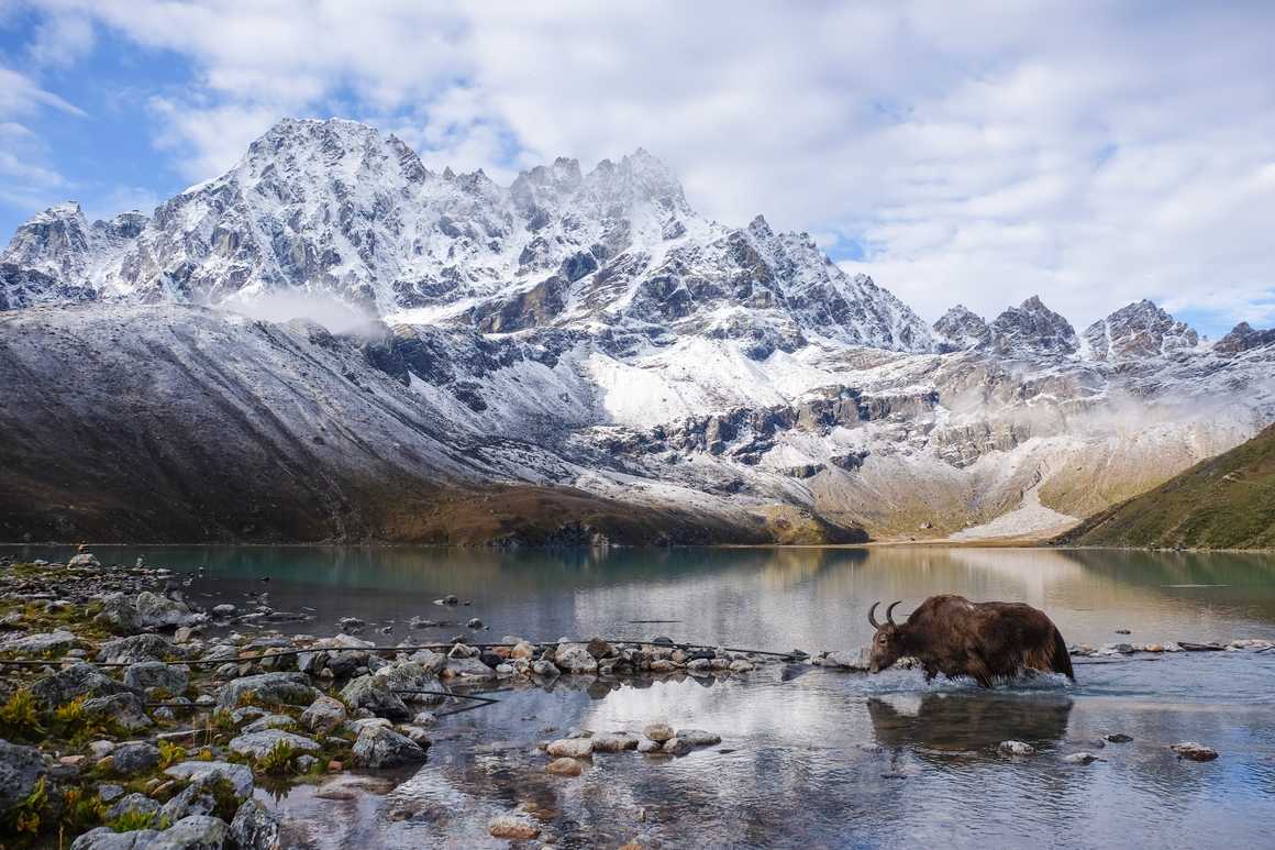 Yak crossing the Gokyo lake, Khumjung, Nepal