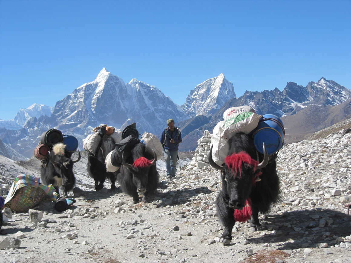Yaks during a trek in Nepal