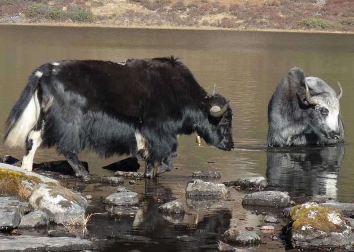 Yaks on Druth Path trek