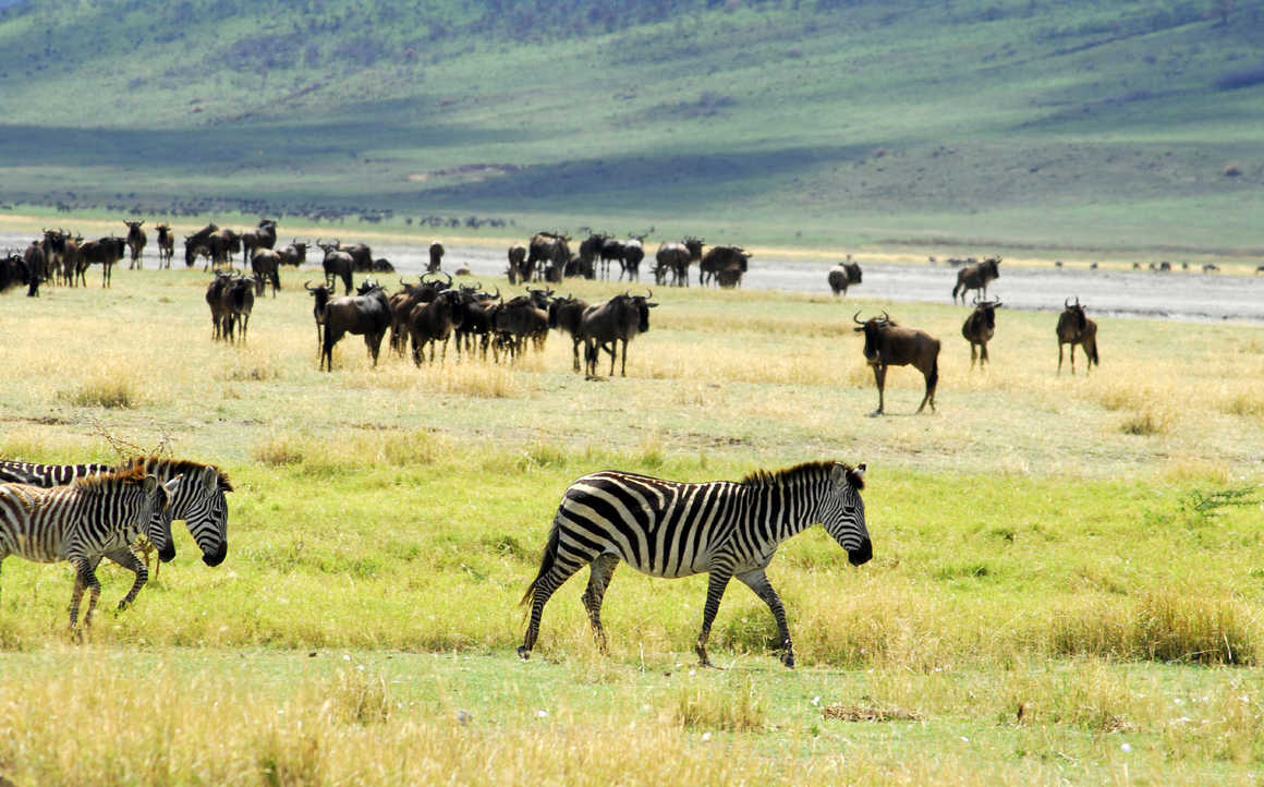 Zebras and buffalos in the Ngorongoro crater