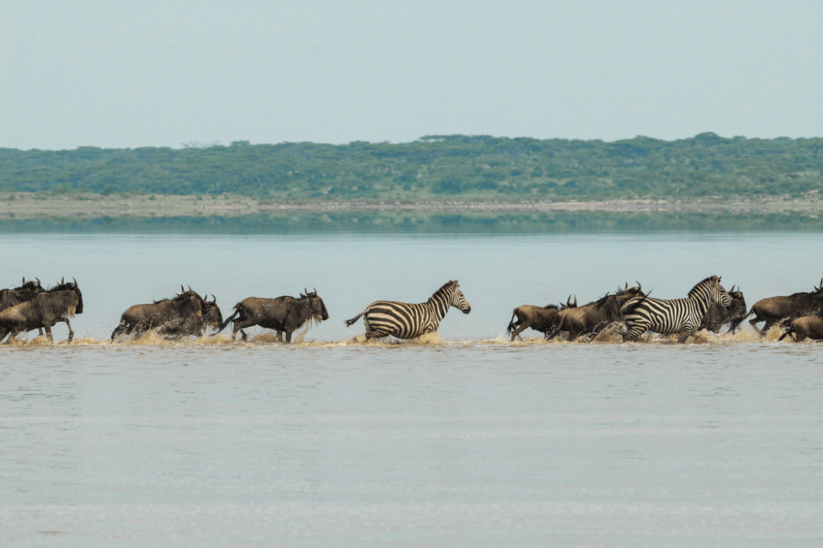 Zebras walking through river