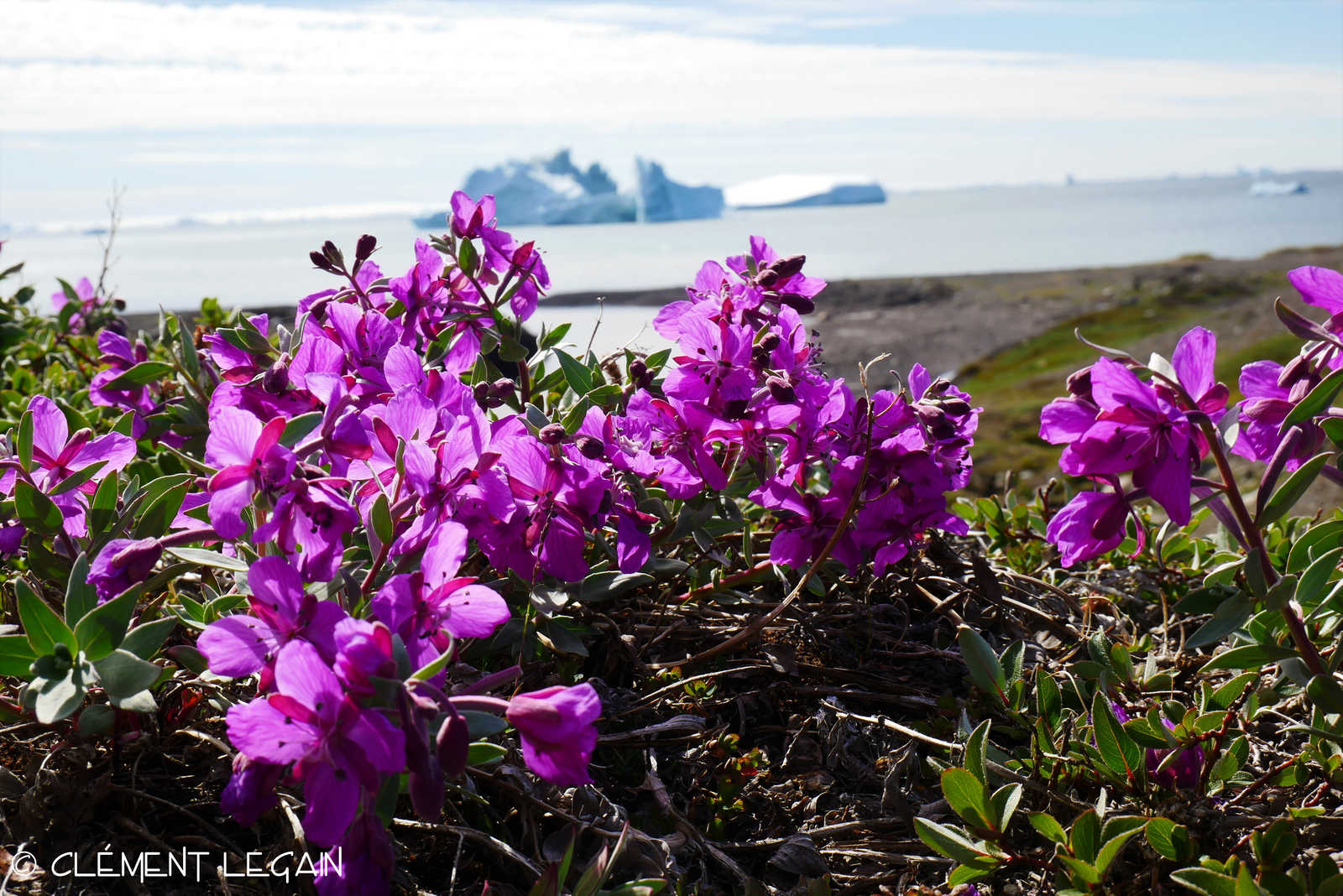 Greenland Travel Guide Kandoo Adventures