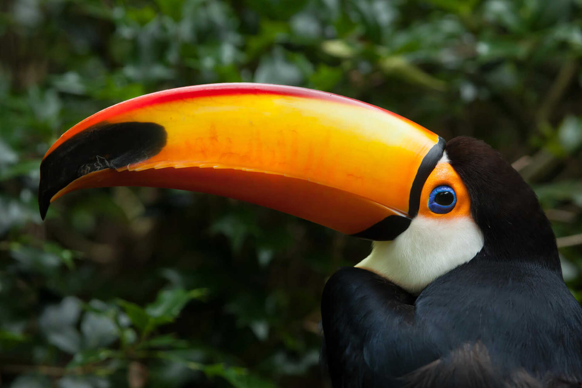 A-colourful-toucan-in-the-rainforest