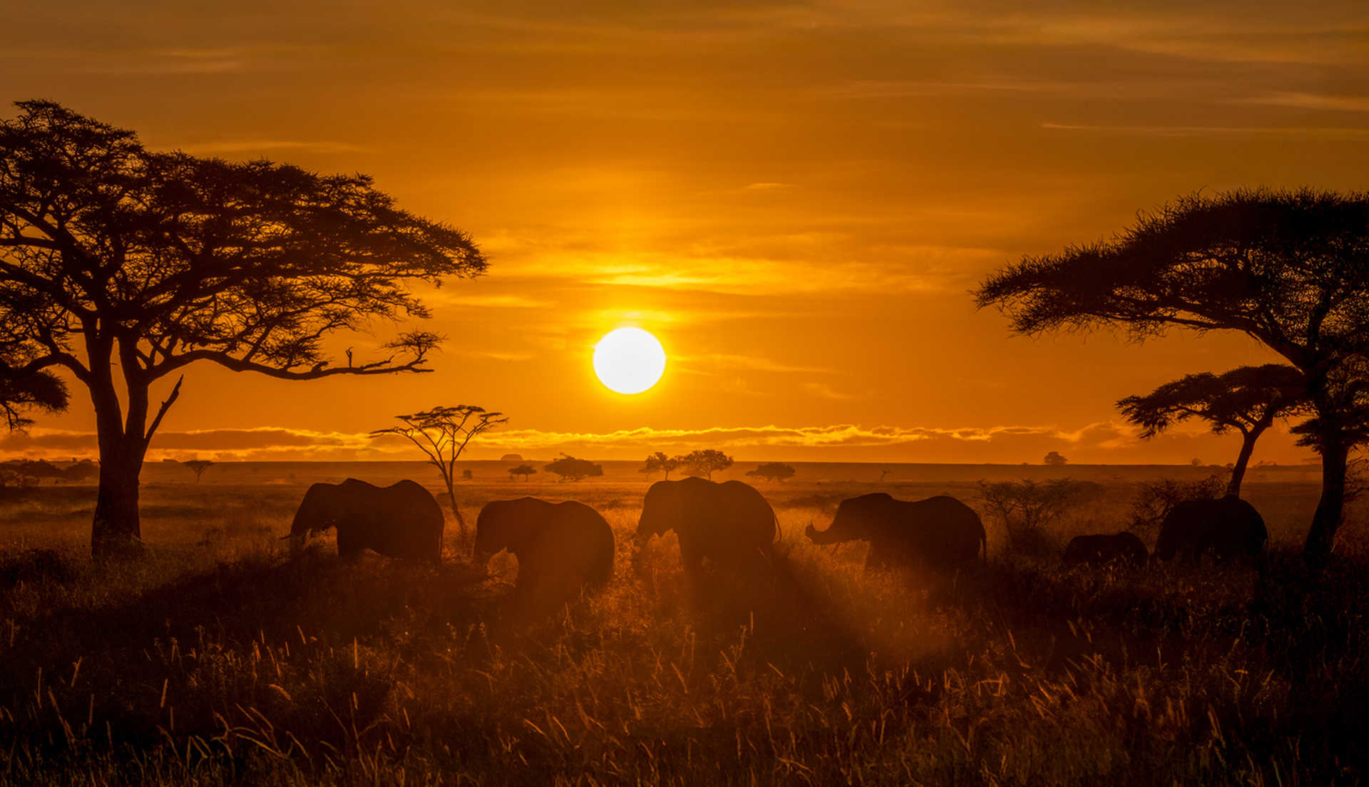 A group of elephants moves through the tall grasses of the Serengeti, framed by iconic acacia trees and the warm glow of a setting sun.