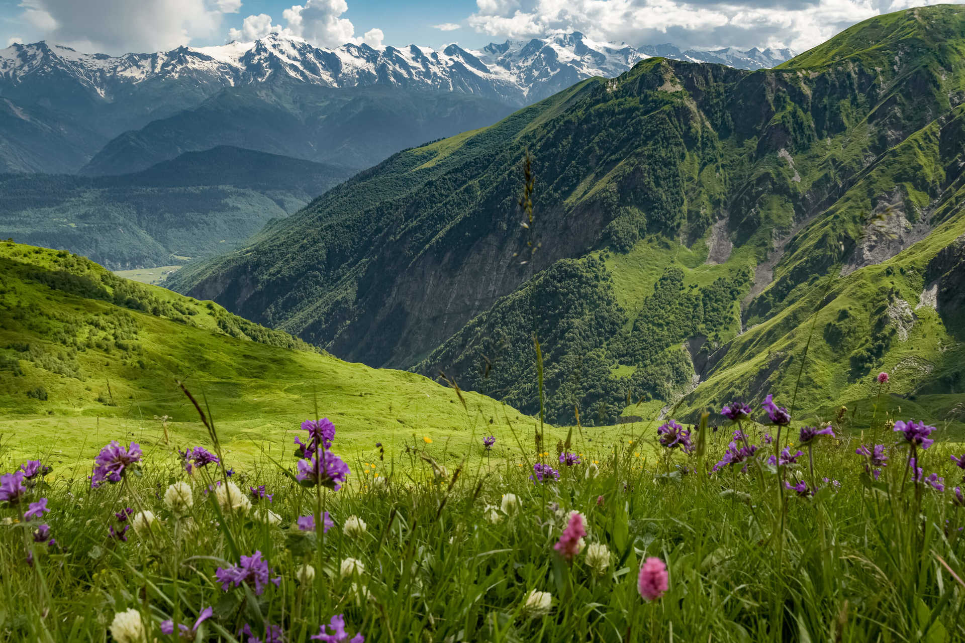 alpine-flowers-in-the-upper-Svaneti-region