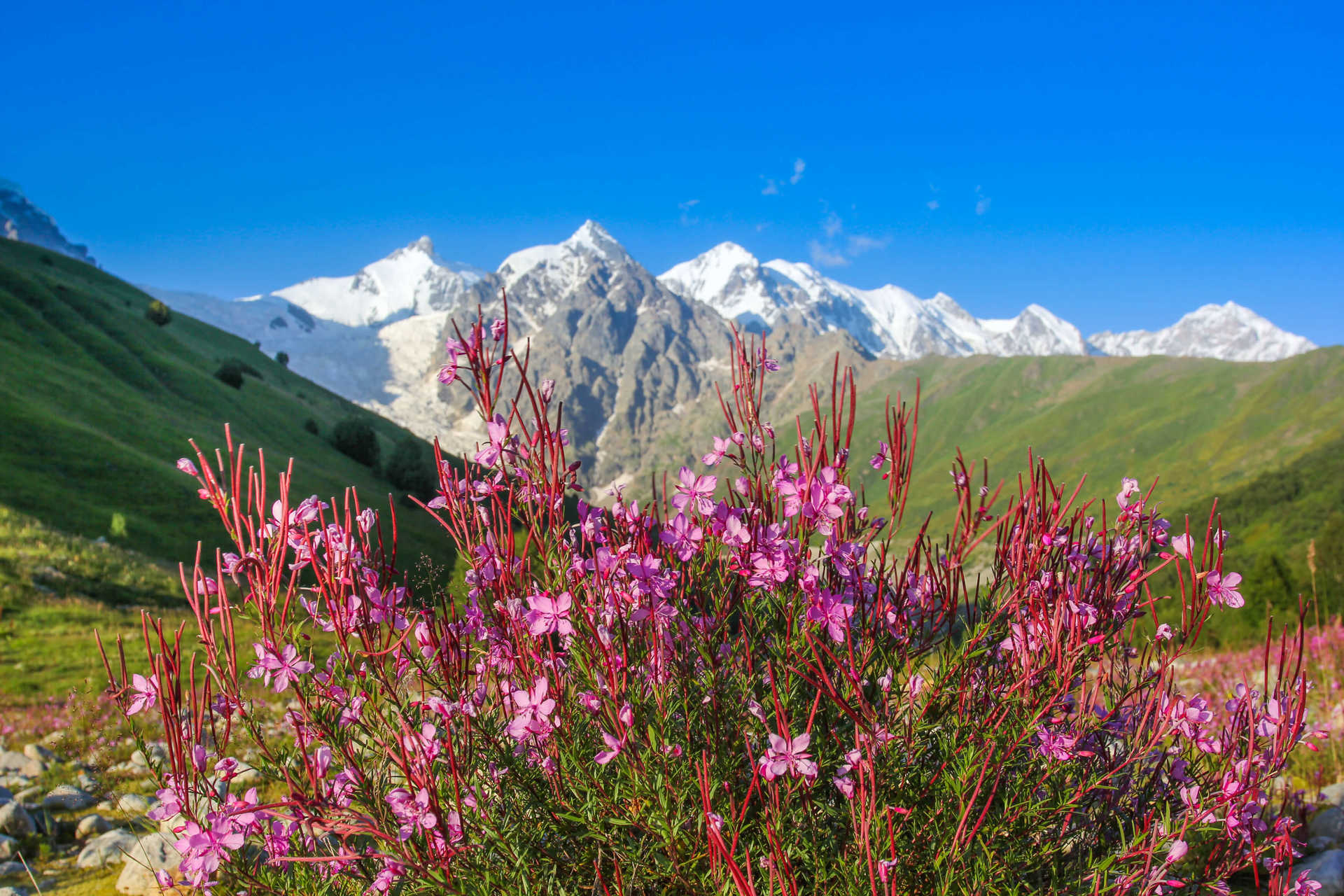 alpine-flowers-in-the-upper-svaneti-region