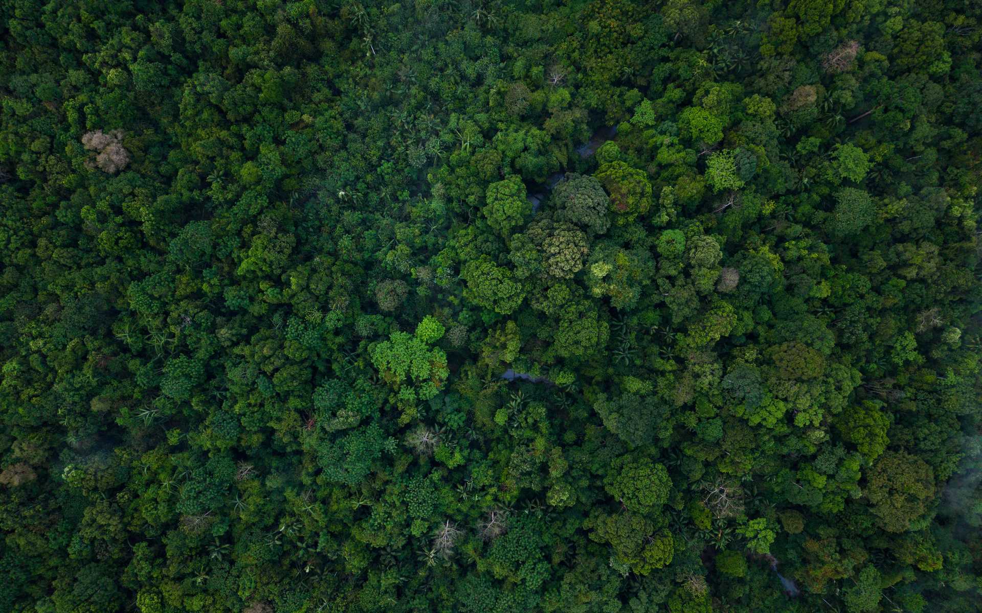Amazon rainforest, Ecuador