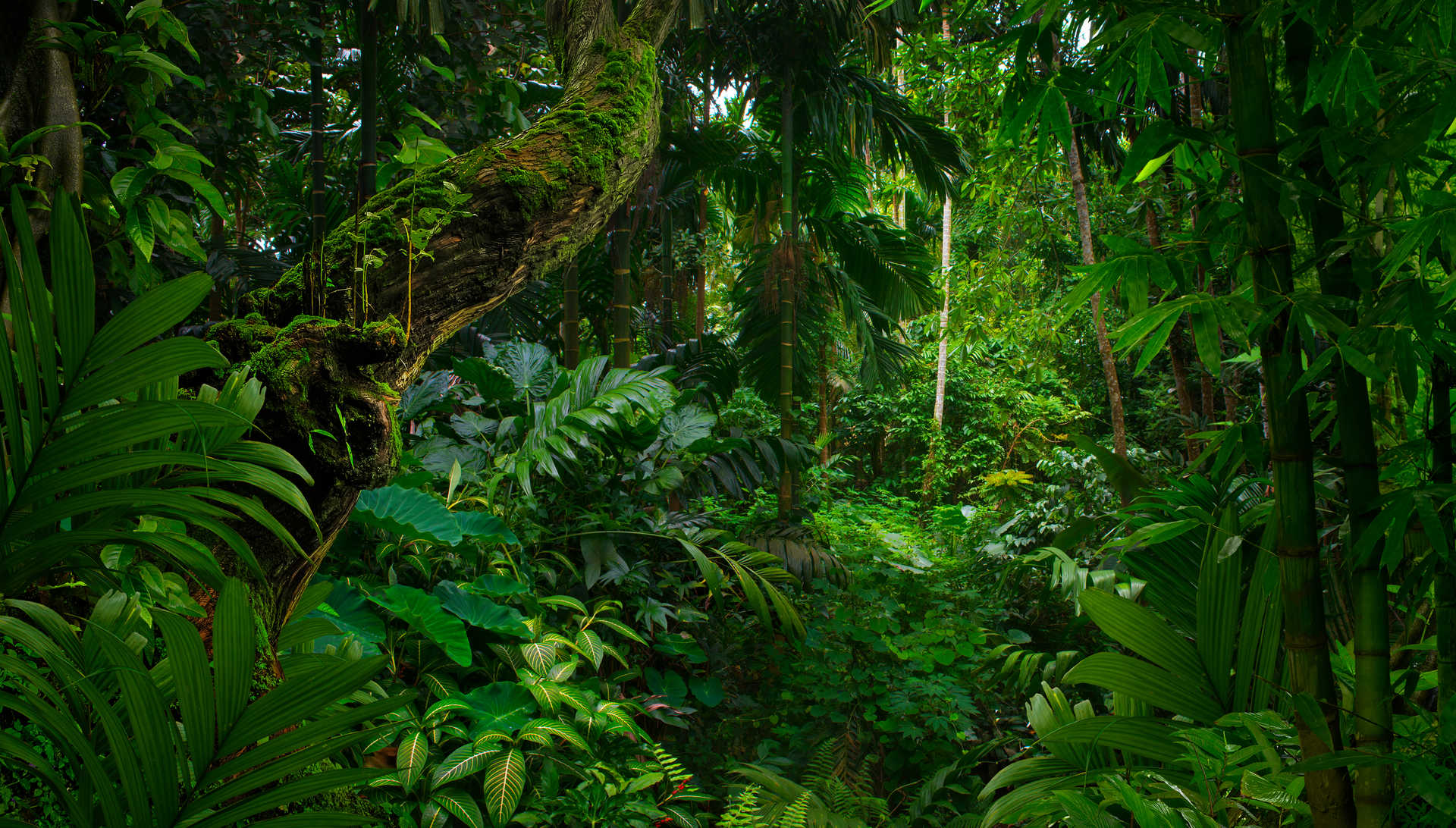 Amazon Rainforest Extension, Peru