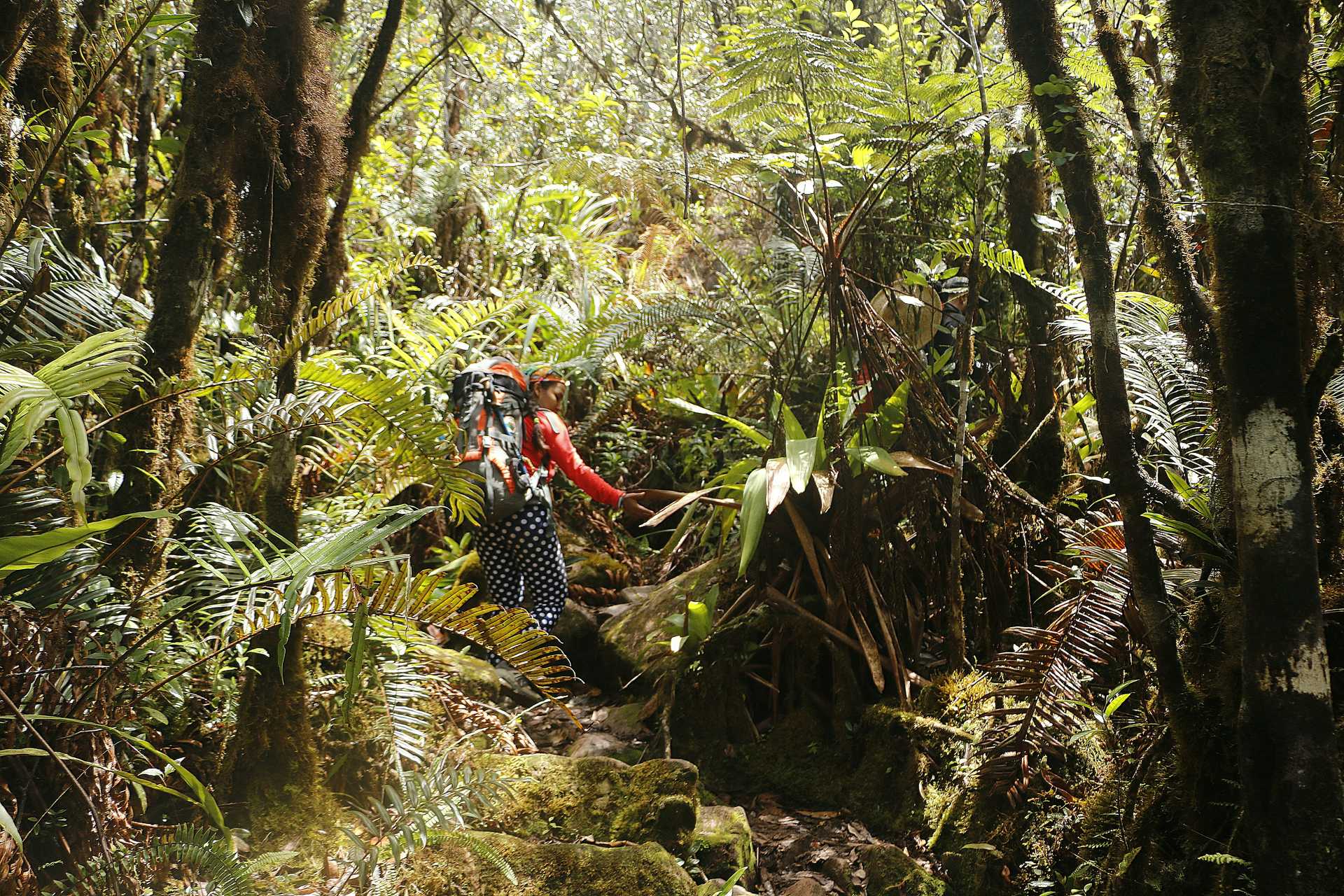 Amazon Rainforest - Mount Roraima