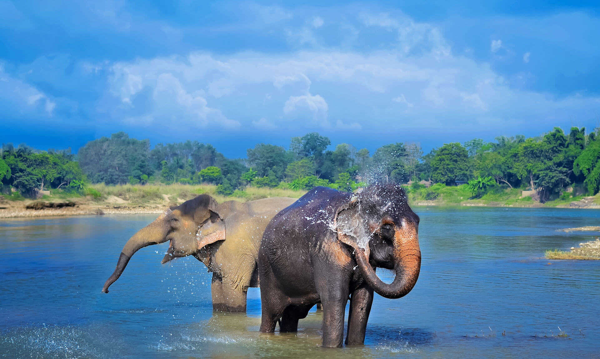 Asian elephants blowing water out of trunks in Chitwan