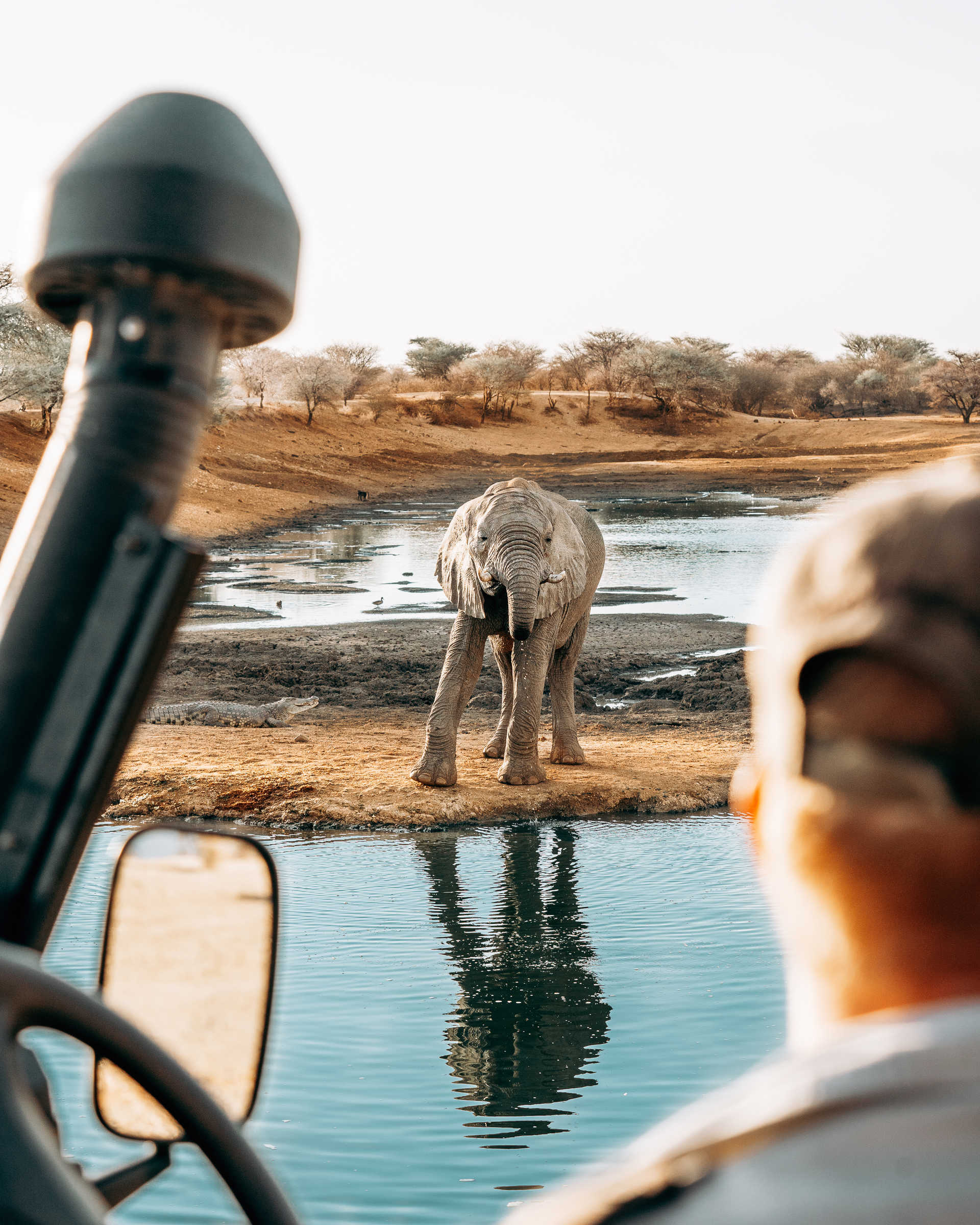 Baby elephant observation during a safari