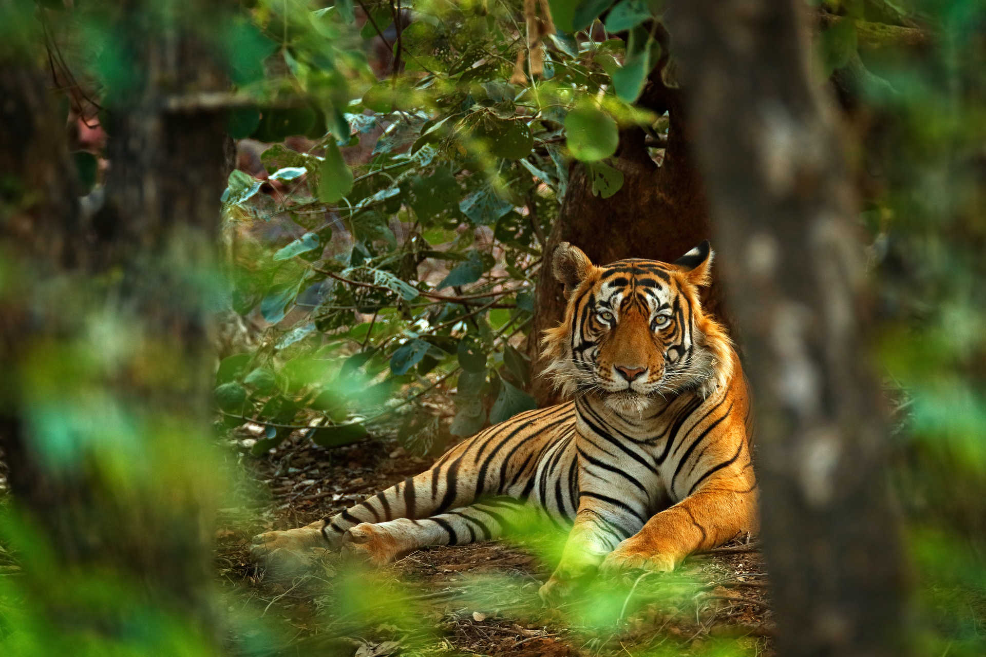 Bengal Tiger in Chitwan National Park