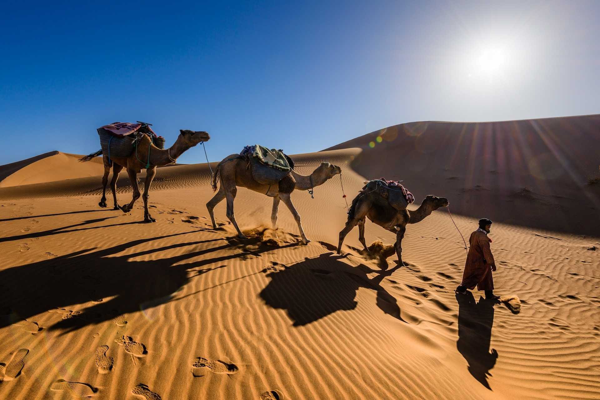 Camels carrying cargo in the Sahara