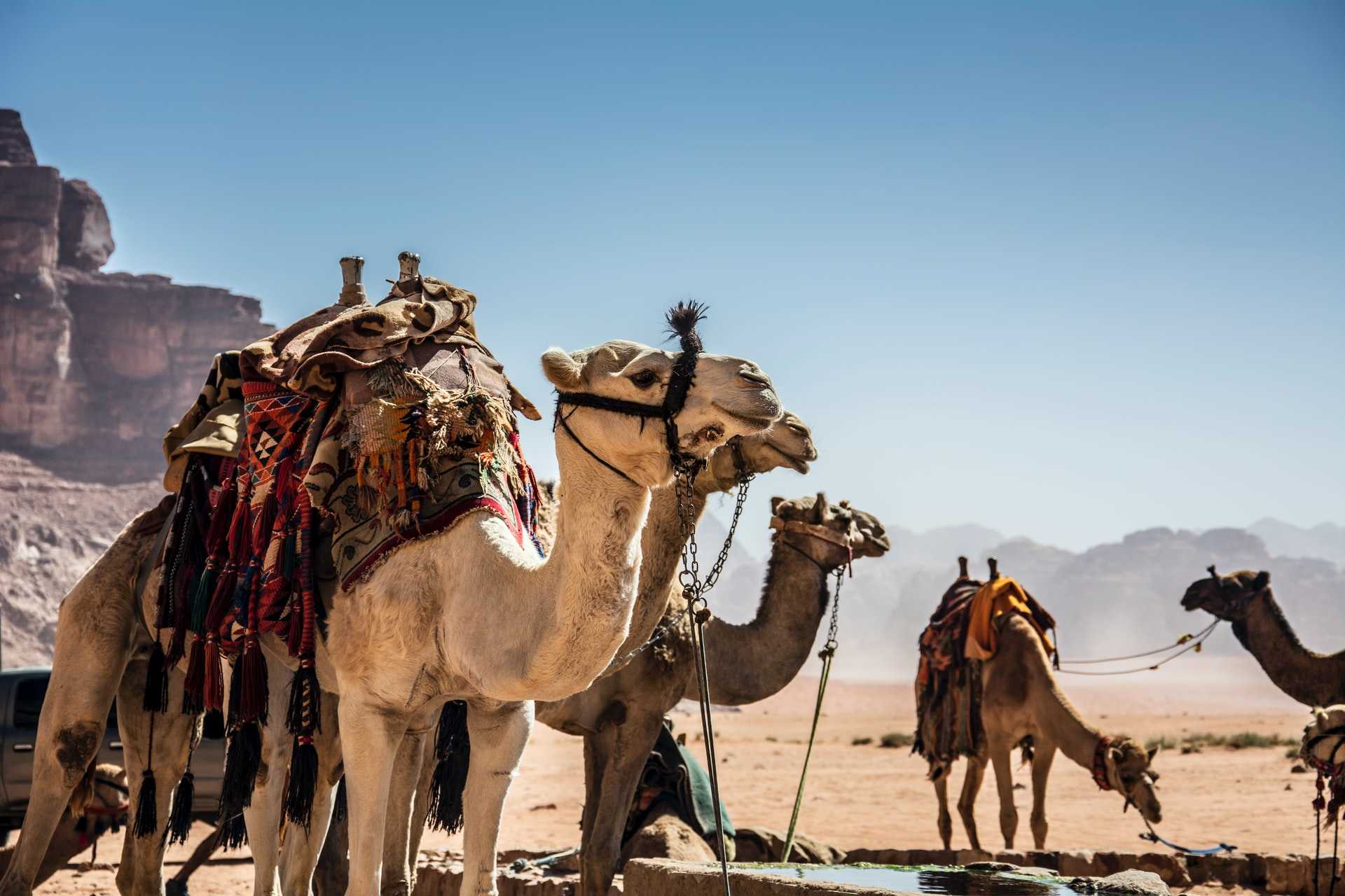 Camels in the desert