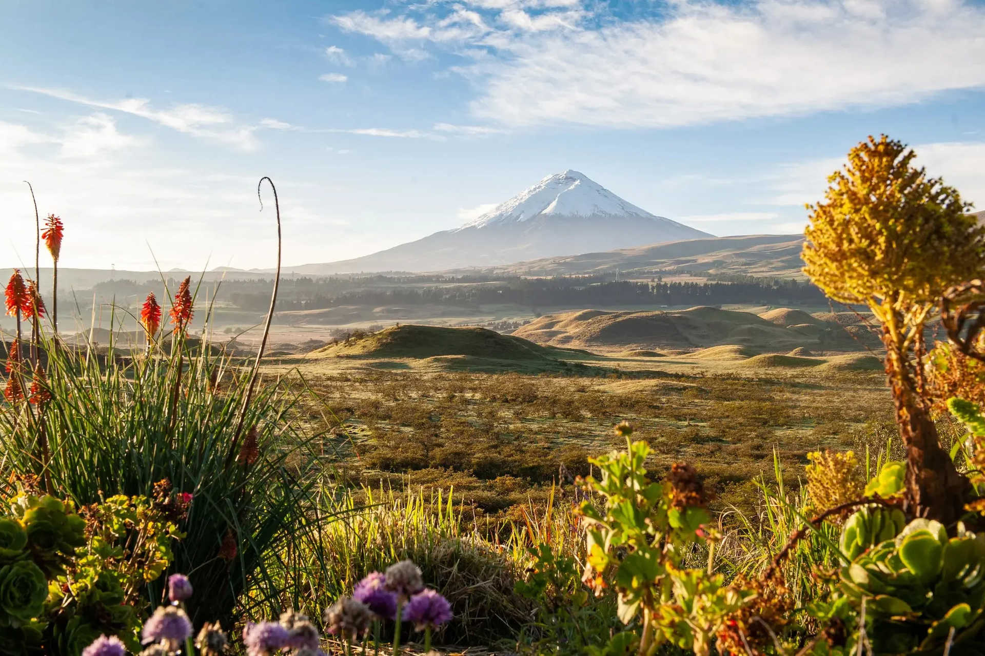 cotopaxi-blooms-during-peak-season