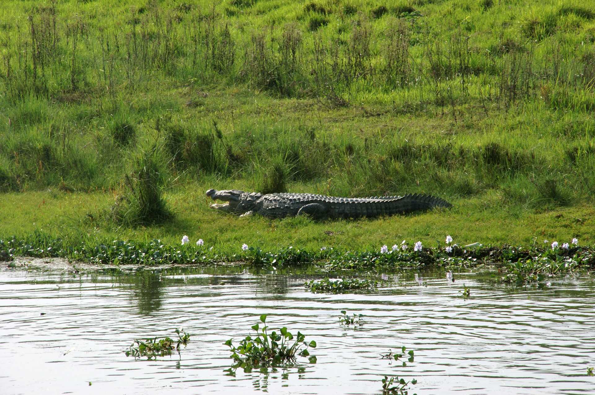 Crocodile in Chitwan National Park