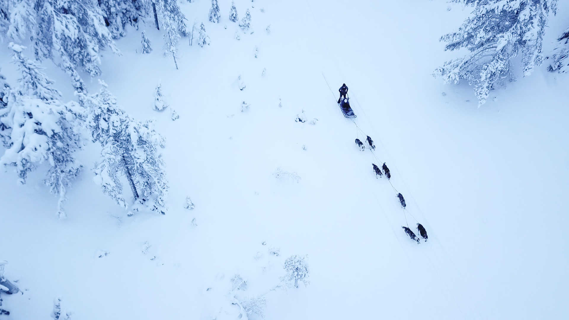 dogsledding-through-the-finnish-wilderness